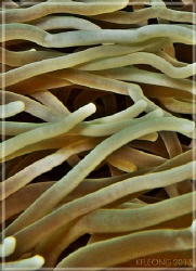 eye of the anemone - it is watching by Kf Leong 
